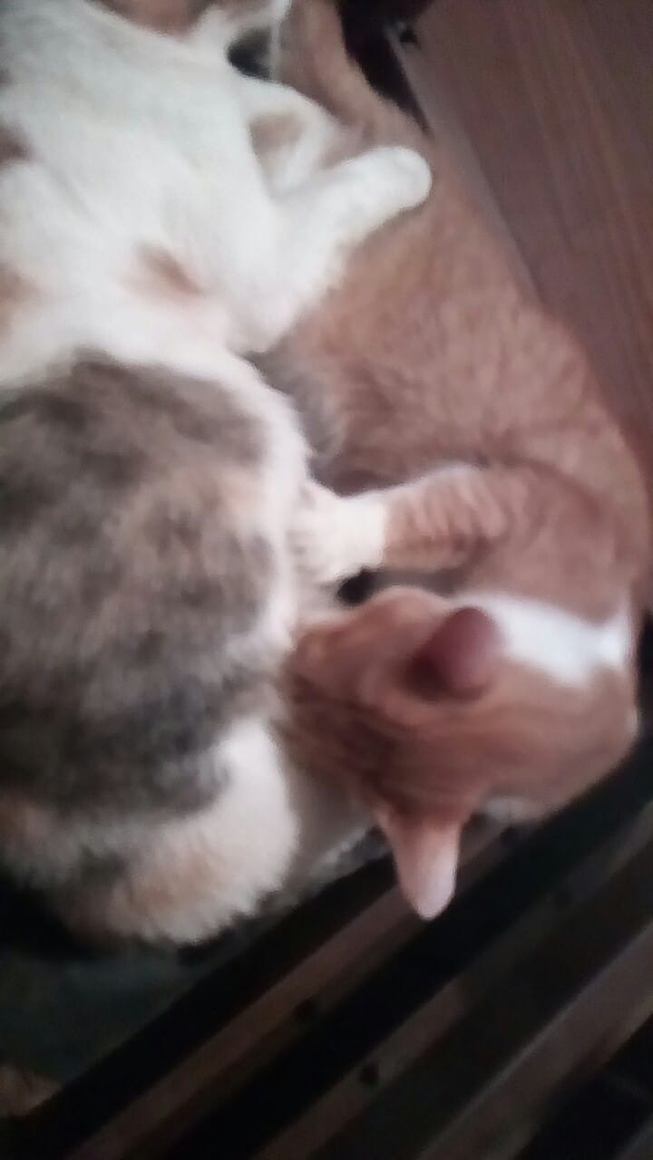 Foto 3 di Anais, gatto Europeo in adozione