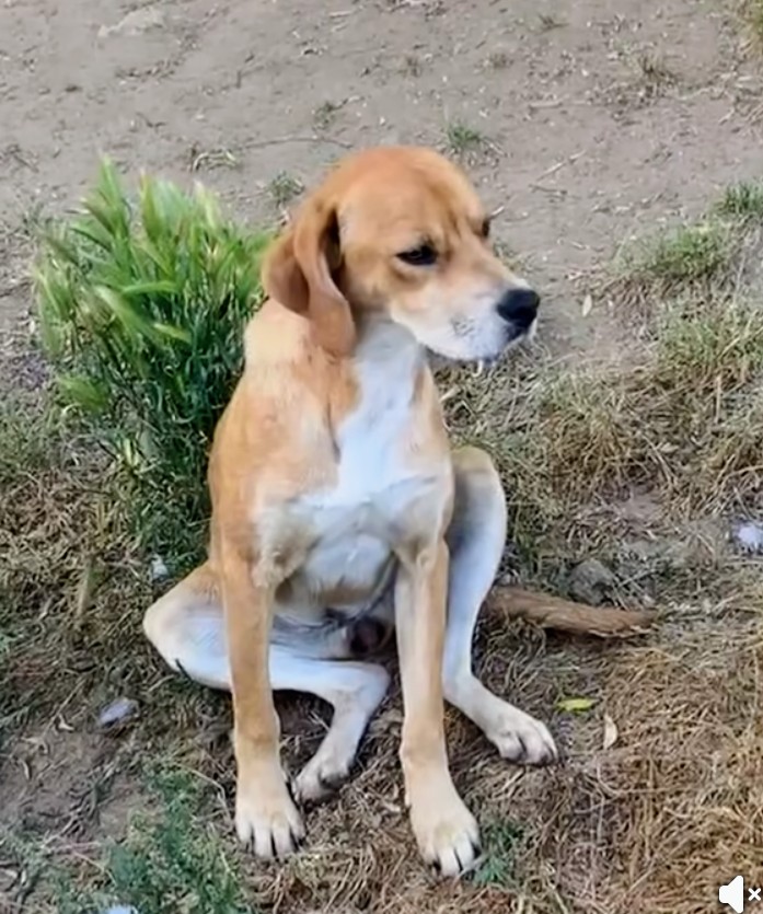 Foto 2 di Mayzena, cane Meticcio in adozione