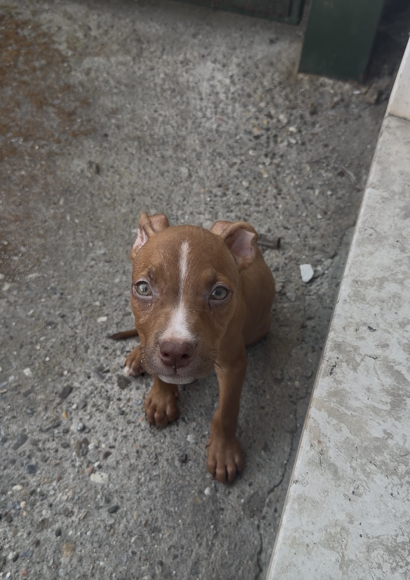 Leone, cane Pitbul in adozione
