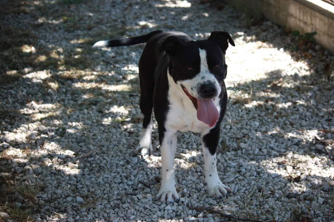Foto 2 di Thor, cane American staffordshire terrier in adozione