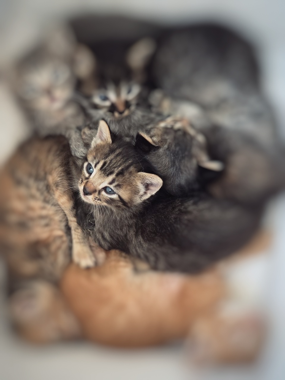 Foto 2 di Maya, gatto  in adozione