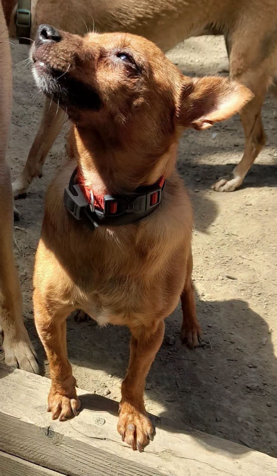 Bea, cane Simil pincher in adozione