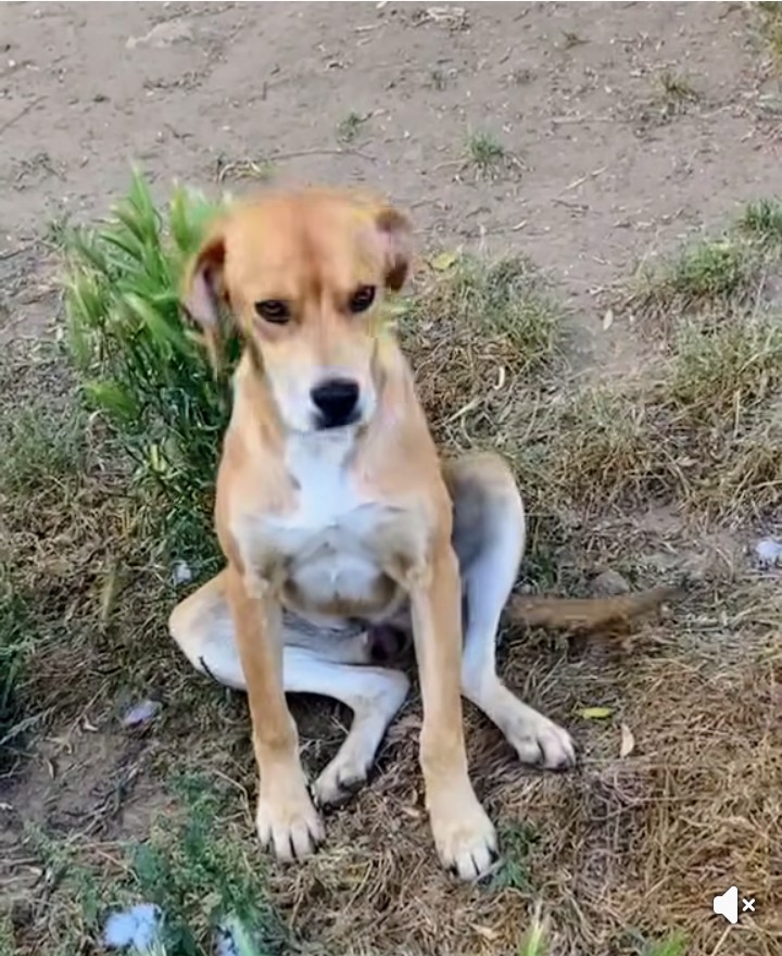 Foto 4 di Mayzena, cane Meticcio in adozione