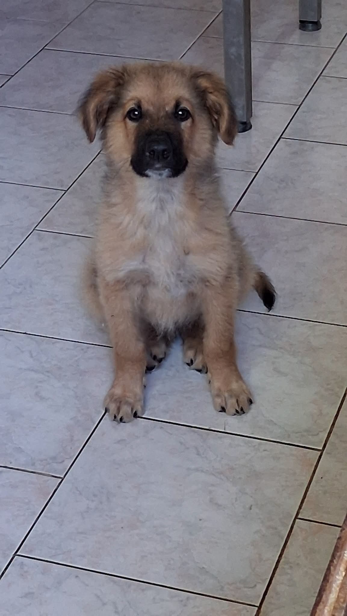Foto 1 di Junke, cane Meticcio in adozione
