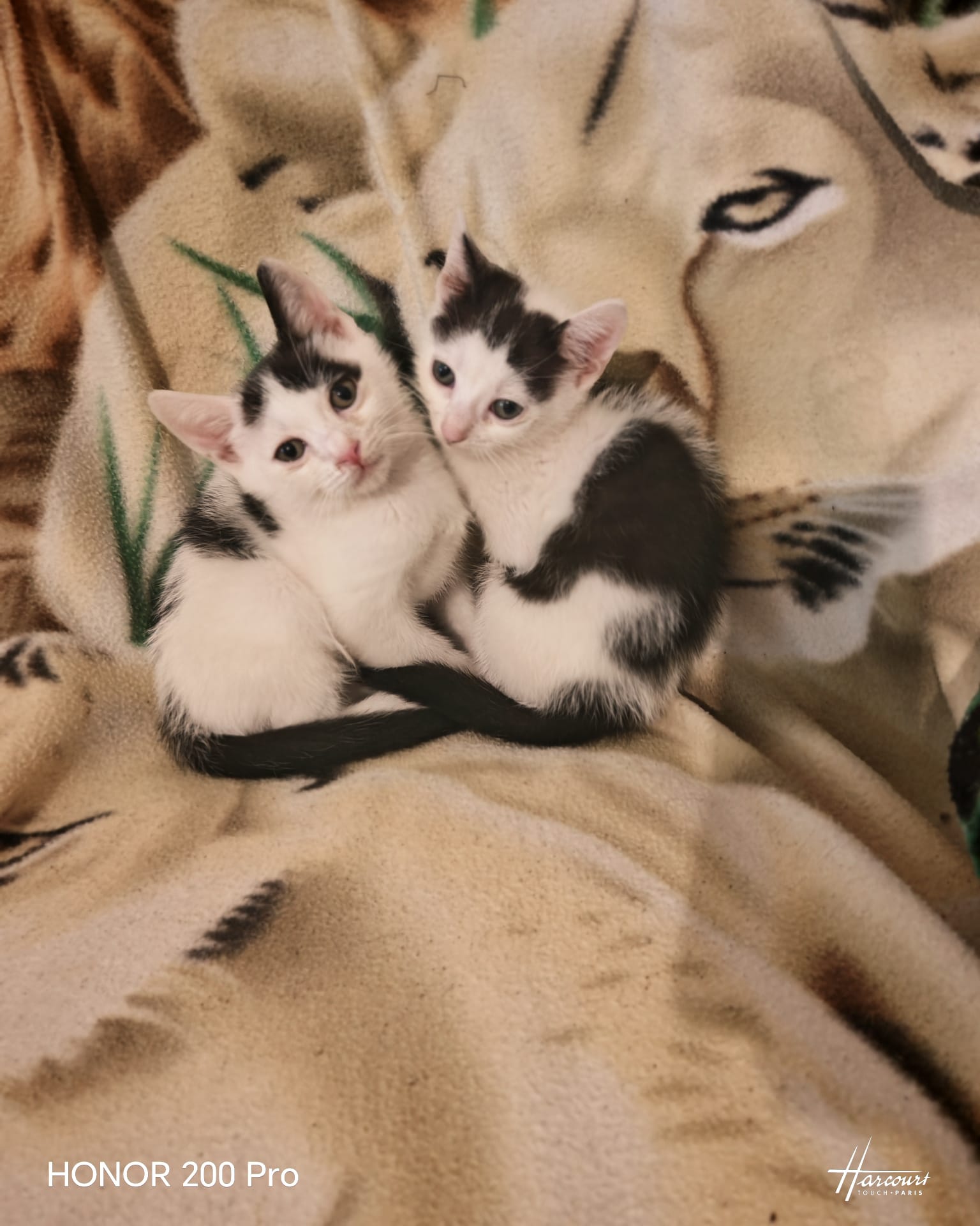 Foto 3 di Max, gatto Europea in adozione