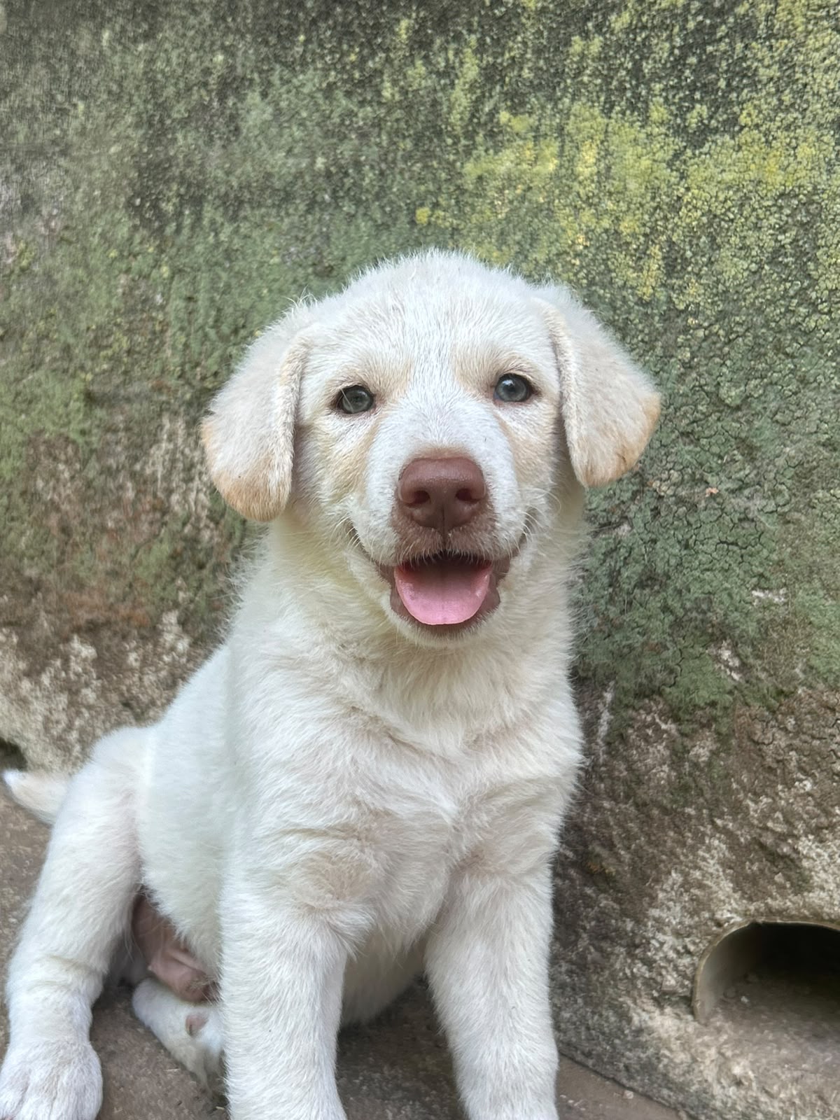 Foto 4 di Lumi, cane Meticcio in adozione