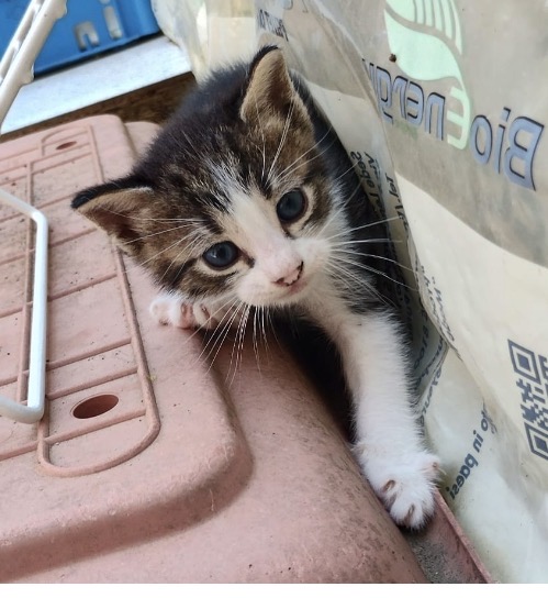 Foto 3 di Zeno, gatto Europeo in adozione