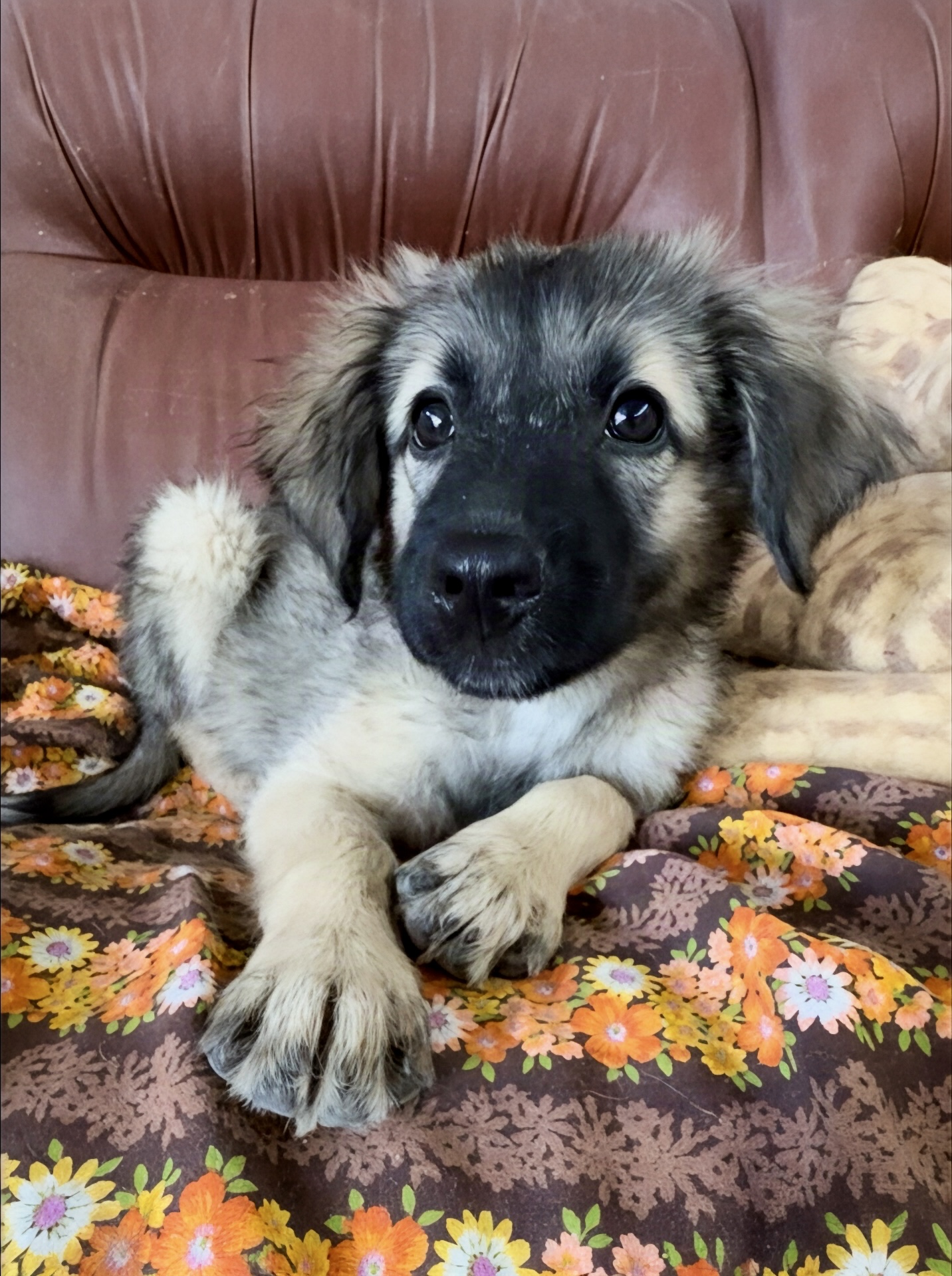 Elettra, cane Meticcio in adozione