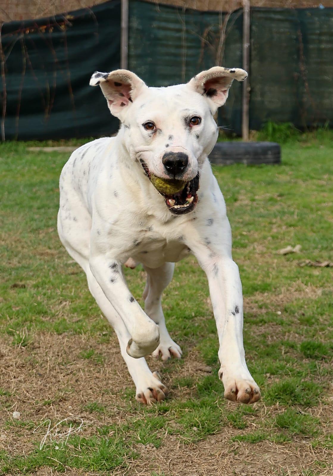 Foto 2 di Dal, cane Simil Dogo Argentino in adozione