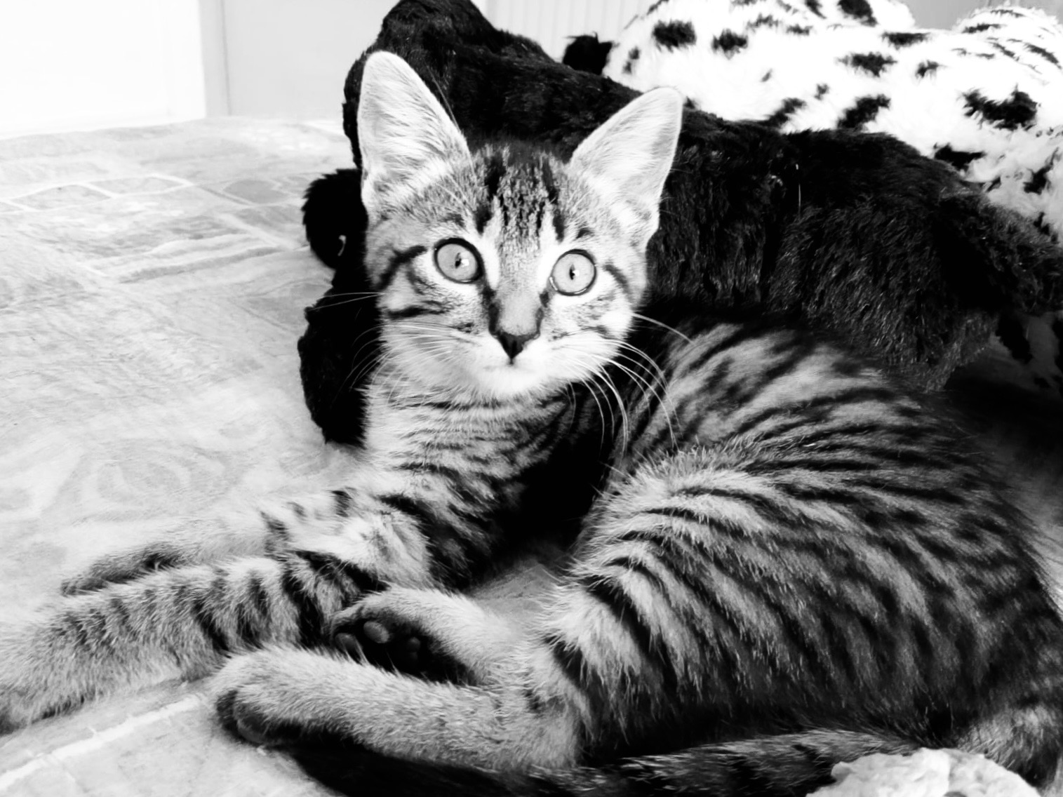 Foto 3 di Bibi, gatto Meticcio in adozione