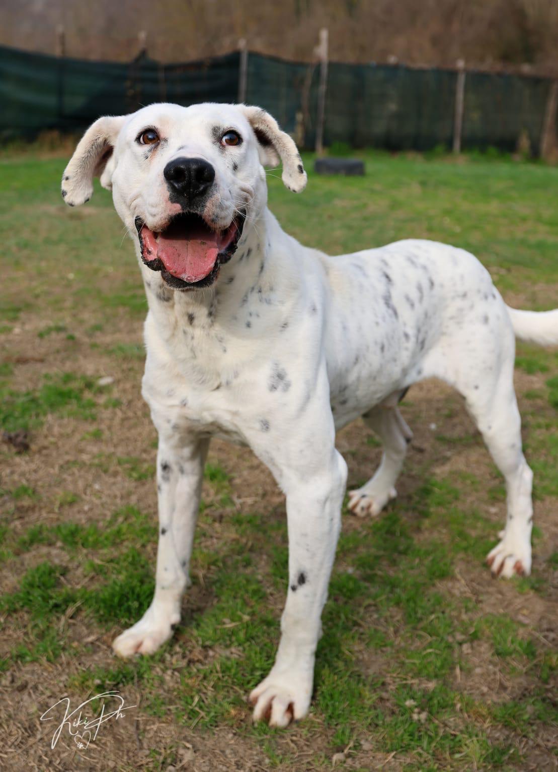 Foto 3 di Dal, cane Simil Dogo Argentino in adozione
