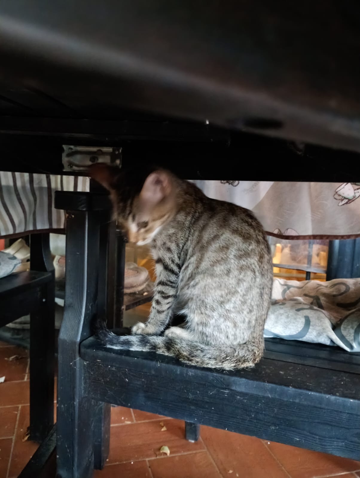 Foto 2 di Sissi, gatto europeo in adozione