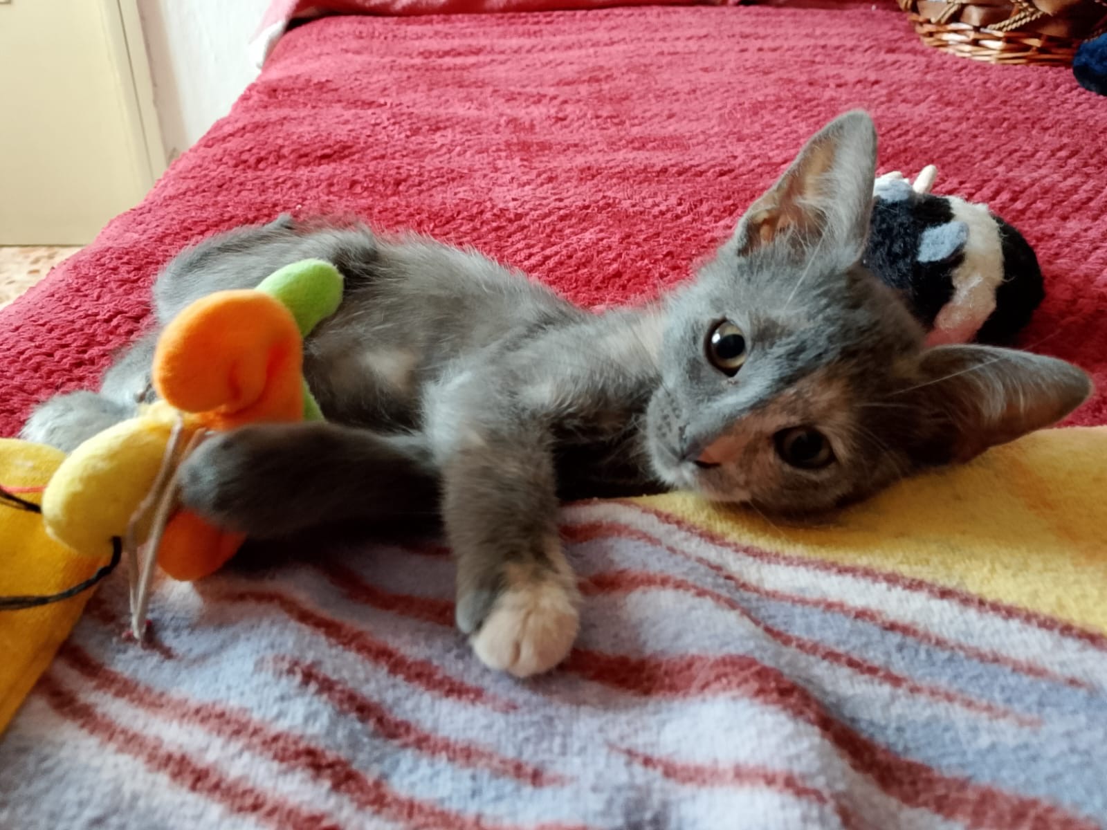 Foto 2 di Ombra, gatto Meticcio in adozione