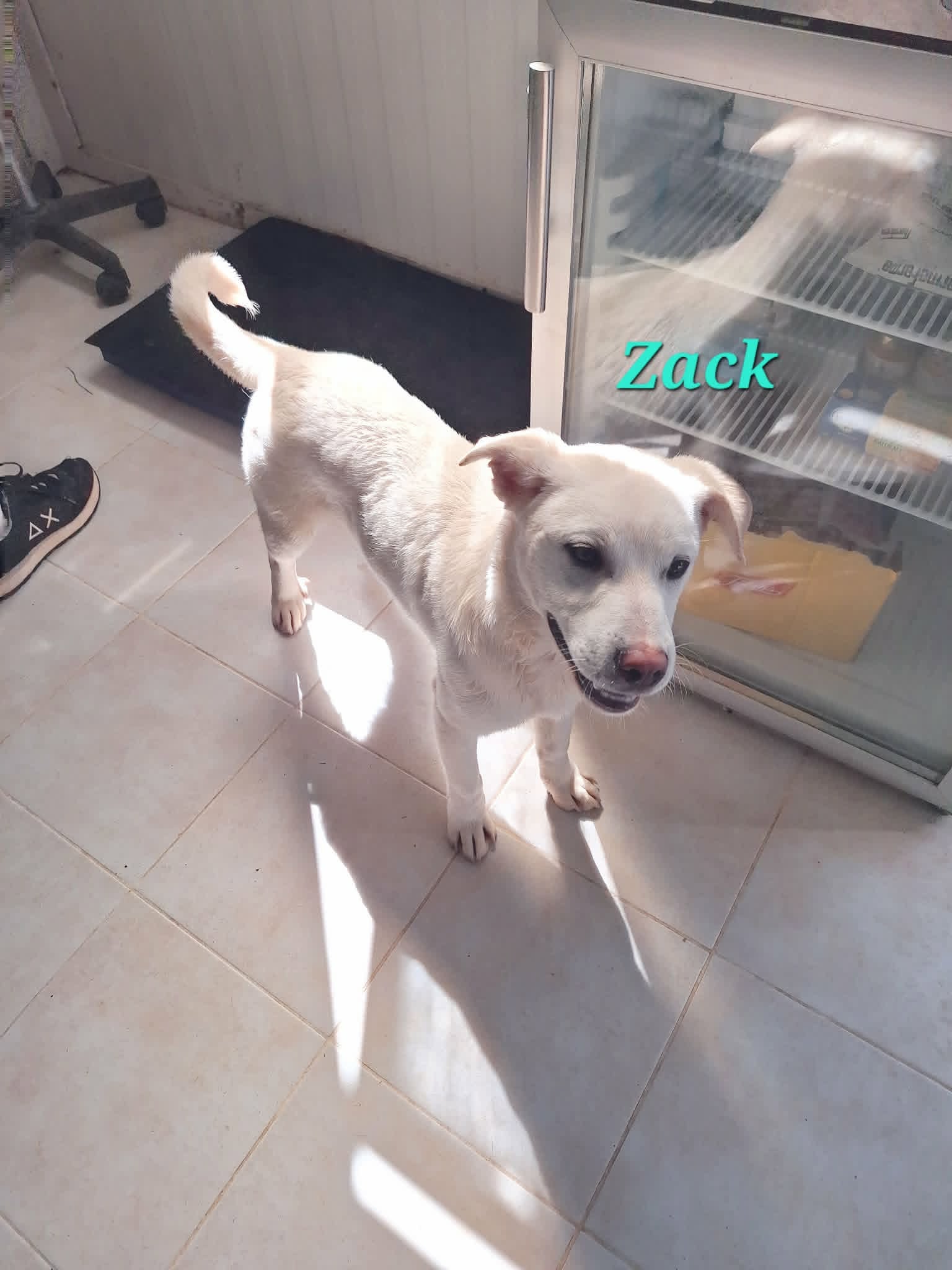 Foto 3 di Zack, cane meticcio in adozione