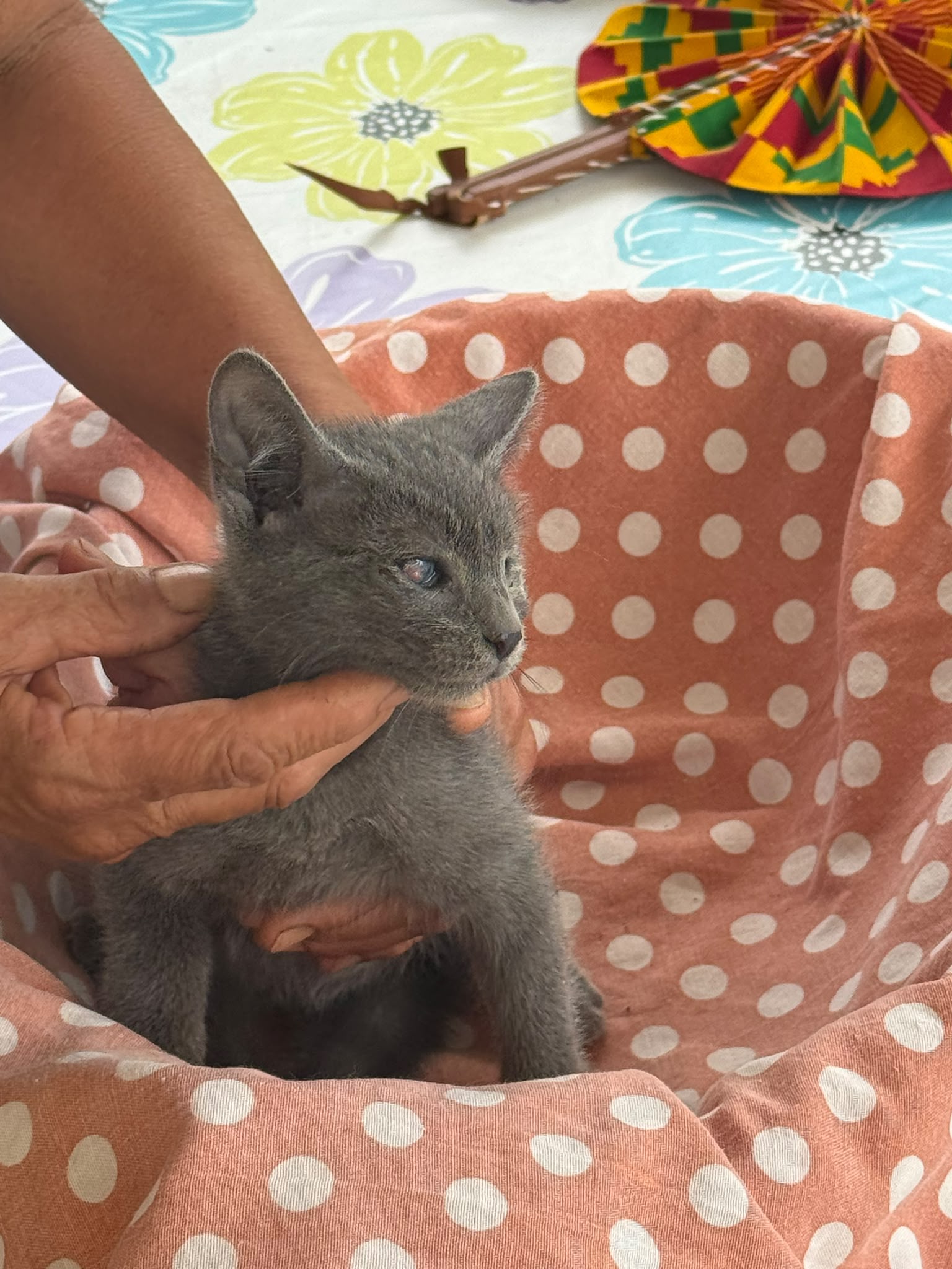 Foto 2 di Smoky, gatto Meticcio in adozione