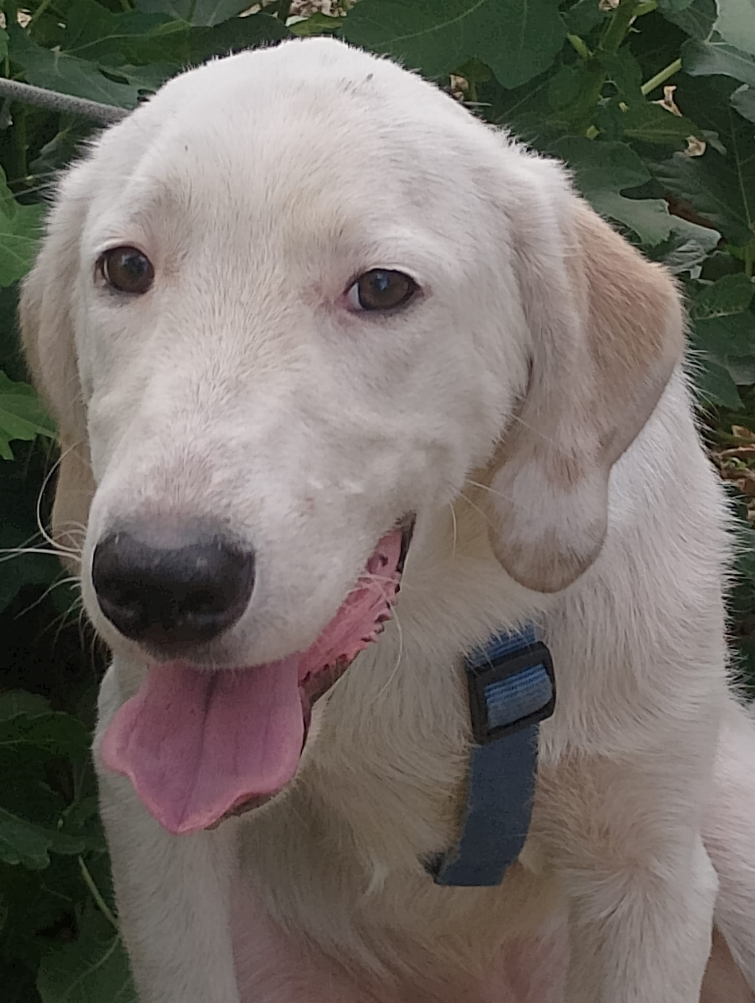 Jack, cane Segugio in adozione
