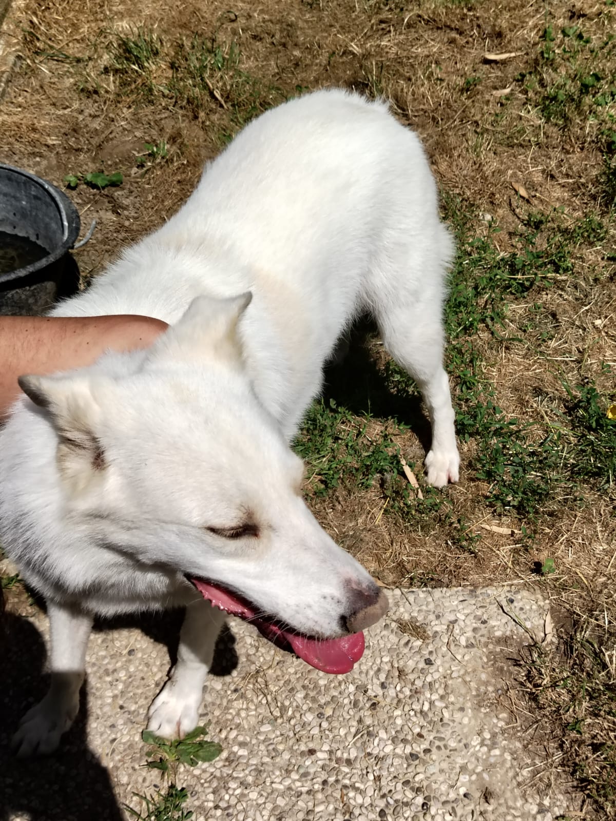 Foto 5 di Venus, cane Meticcio in adozione