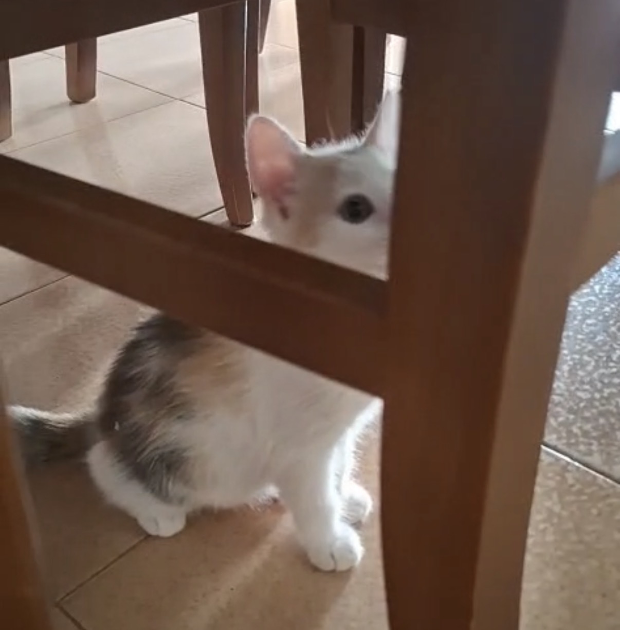 Foto 3 di Neve, gatto Europeo in adozione
