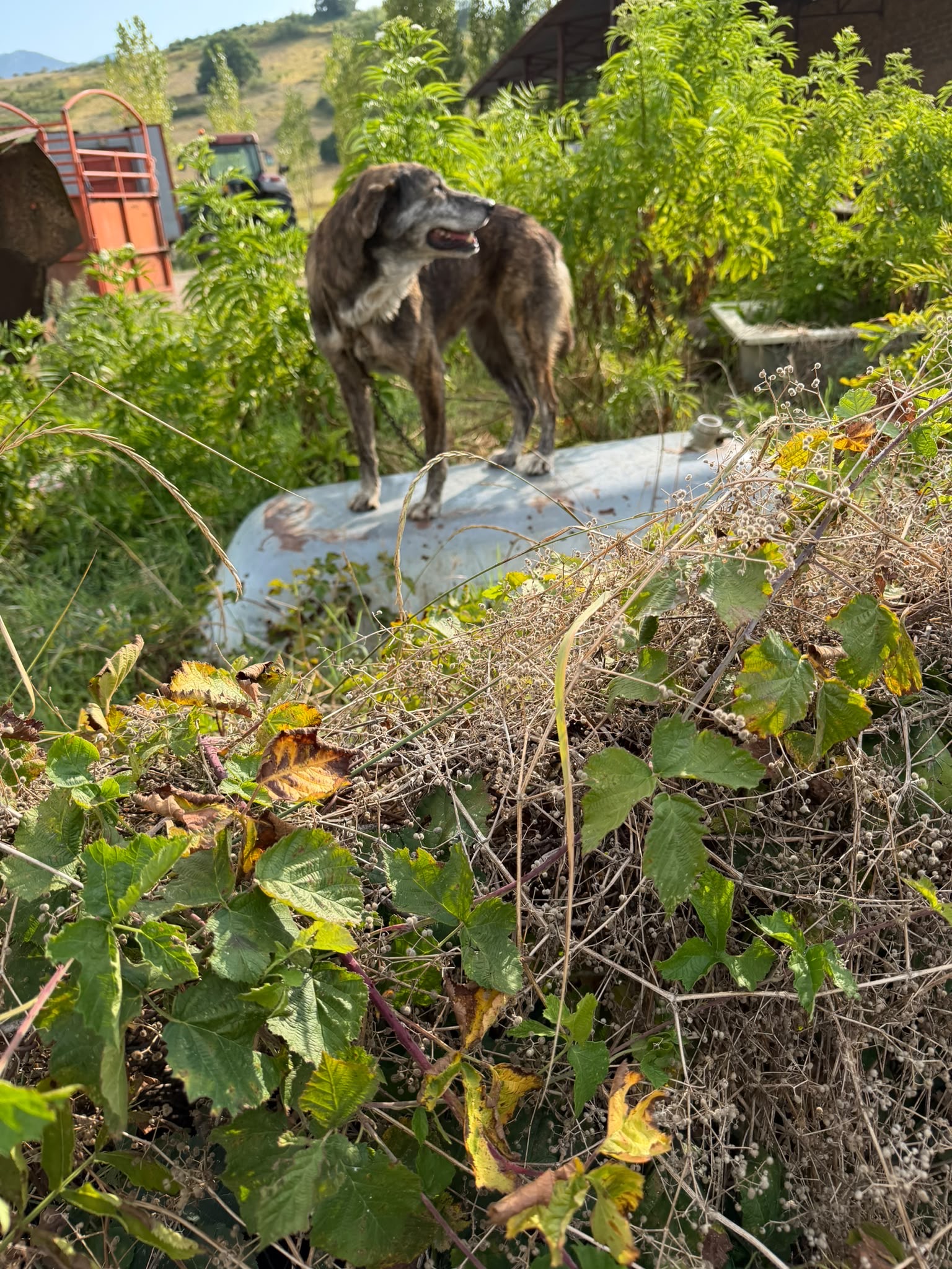 Foto 2 di Tosca, cane  in adozione