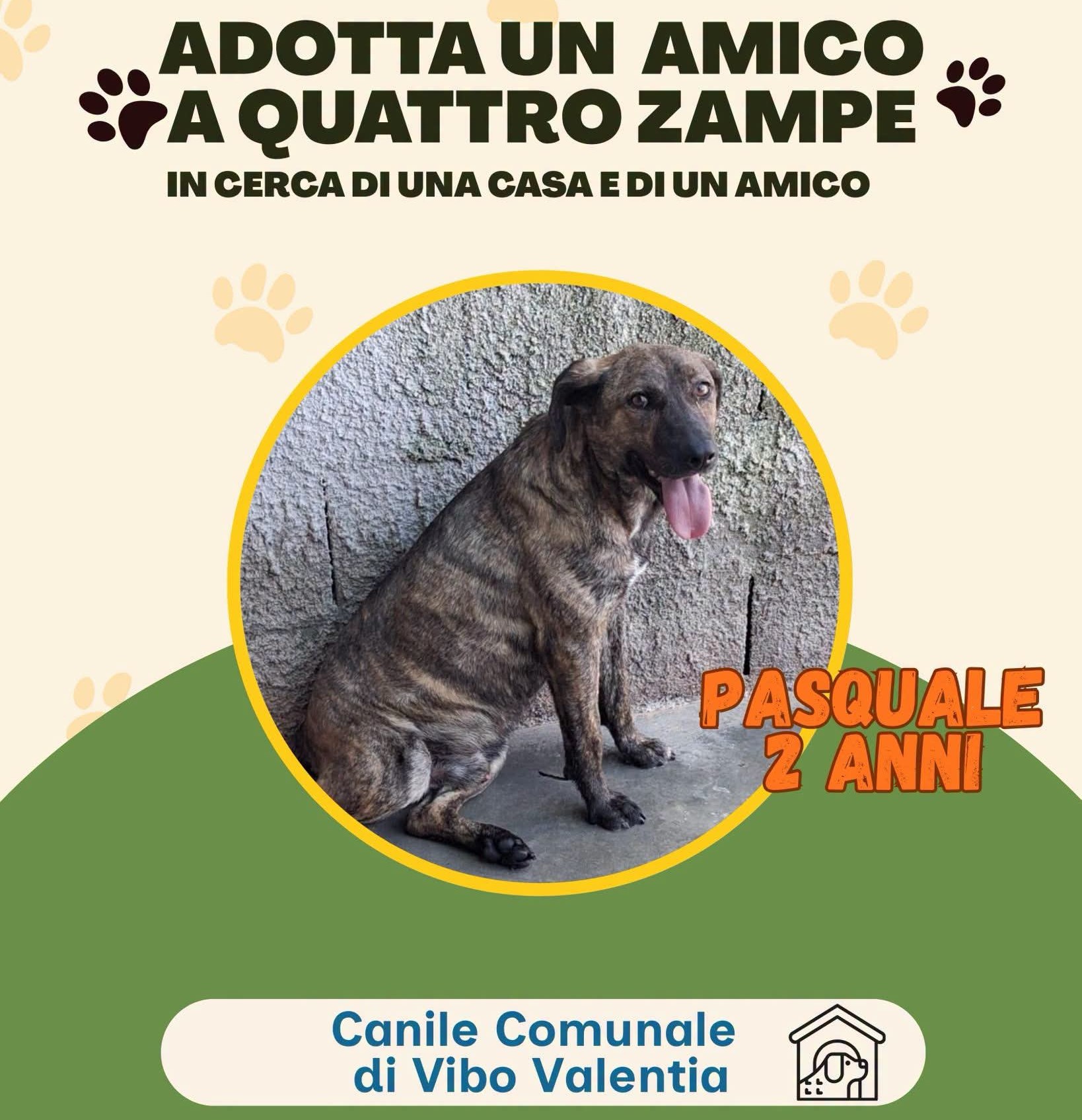 Pasquale, cane Meticcio in adozione