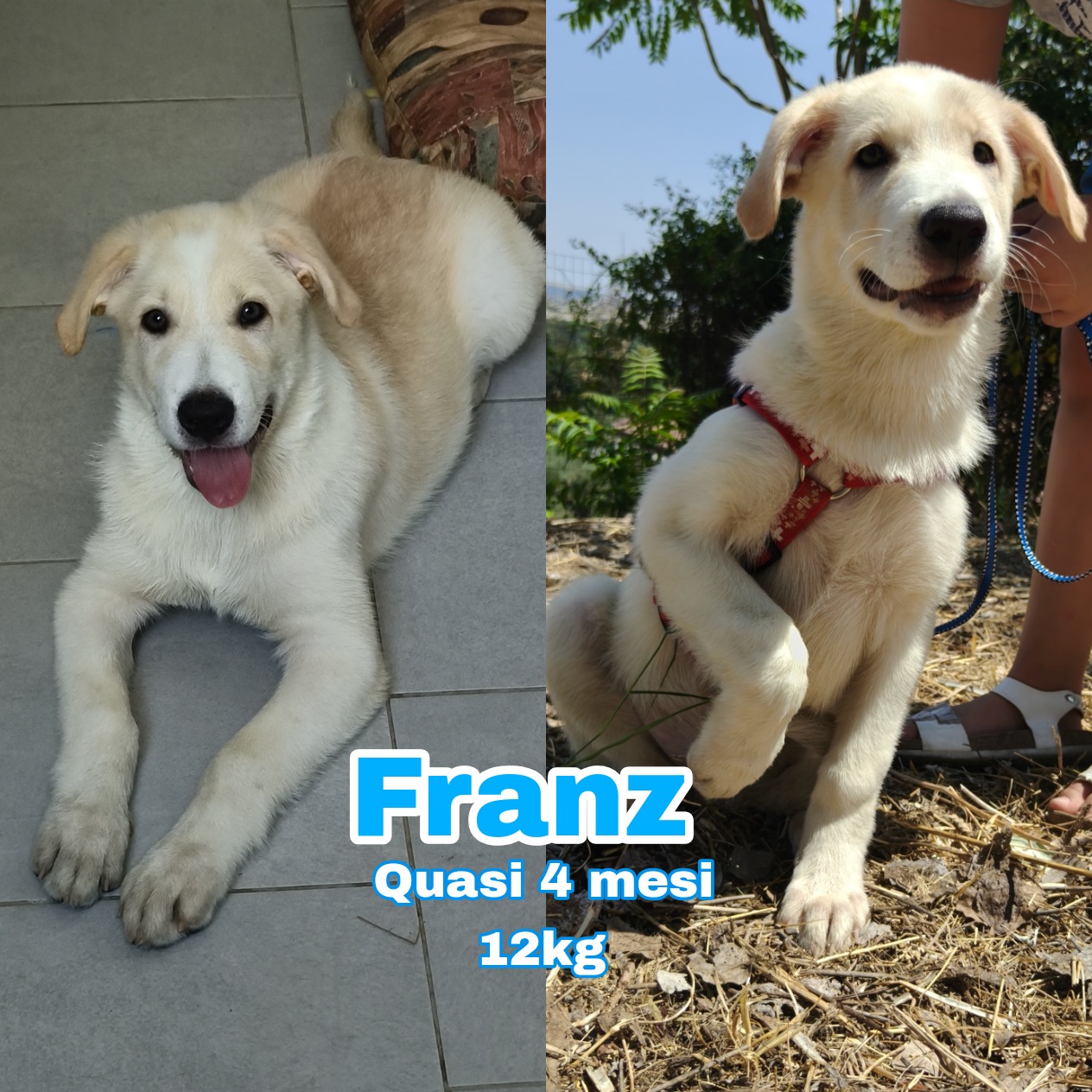 Foto 1 di Franz, cane Meticcio in adozione