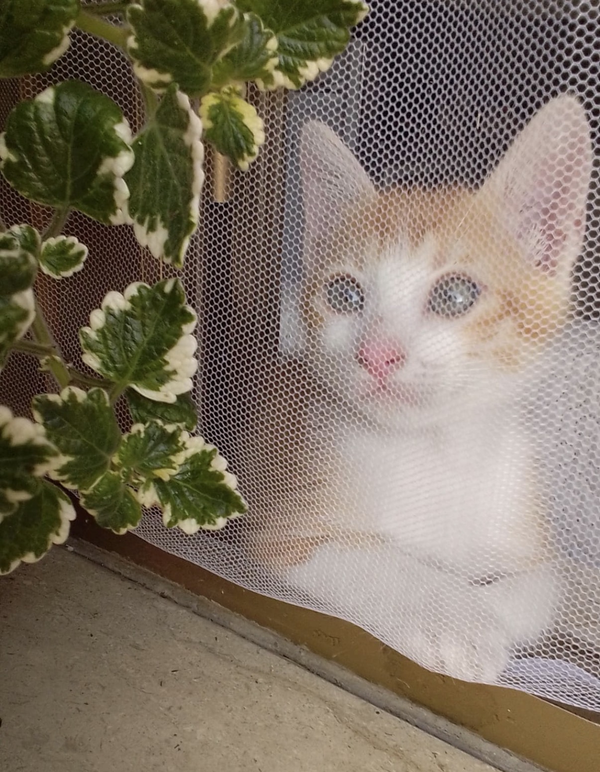Foto 2 di Ambra, gatto Europeo in adozione