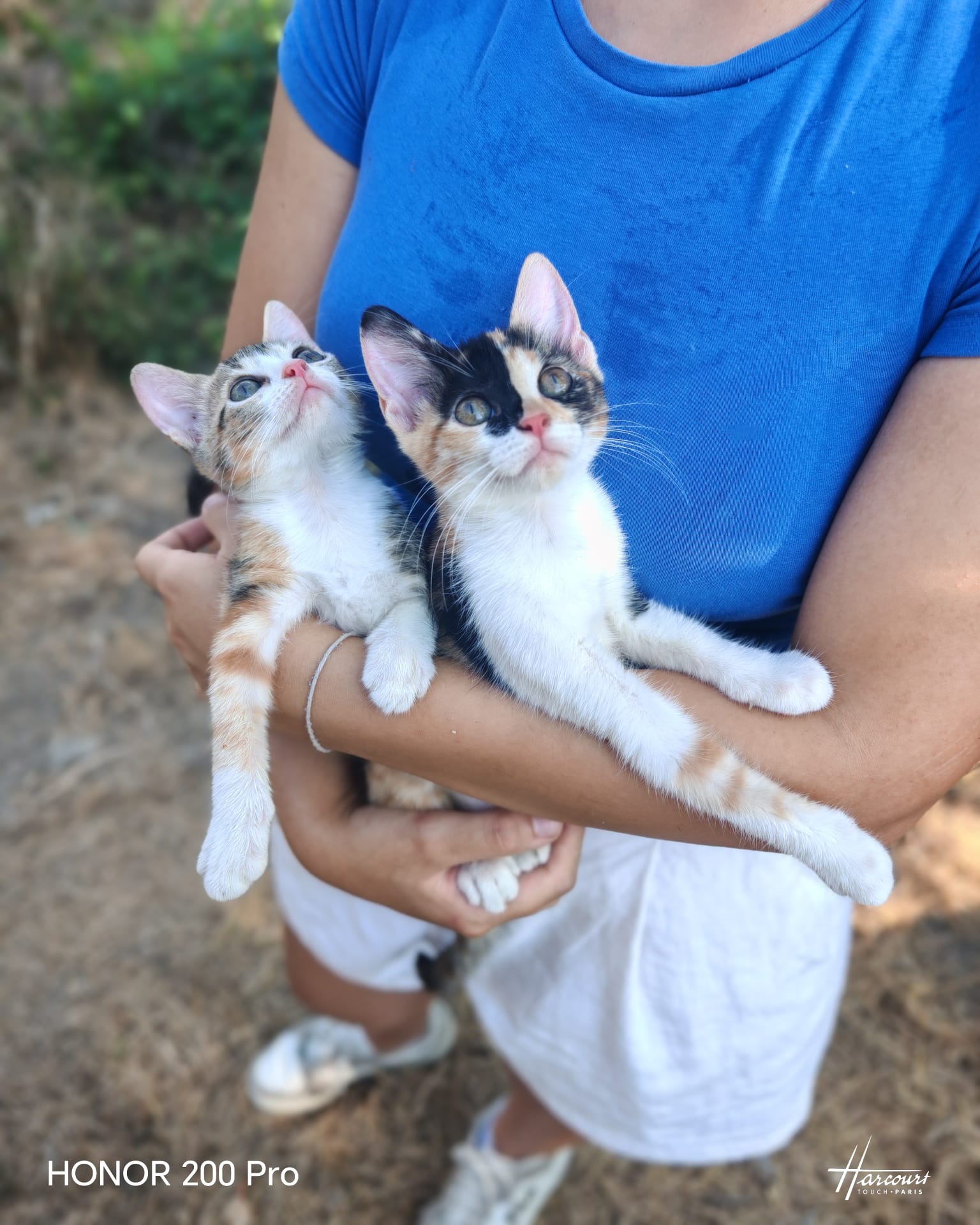 Foto 2 di Dalia e Ambra, gatto Europeo in adozione