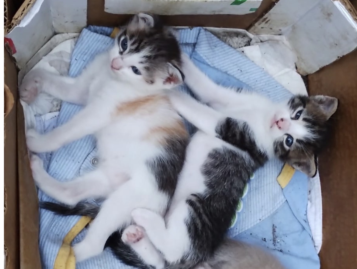 Foto 1 di Milu e Bali, gatto Riropy in adozione
