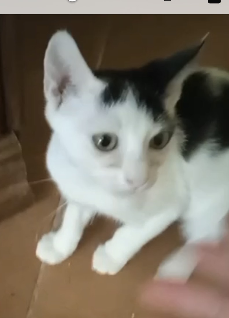 Foto 2 di Flip e flop, gatto Europeo in adozione