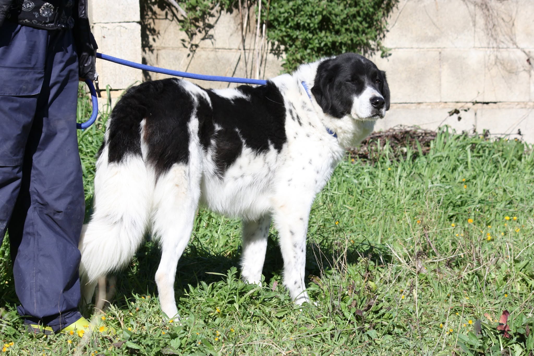 Foto 2 di Panda, cane meticcio in adozione