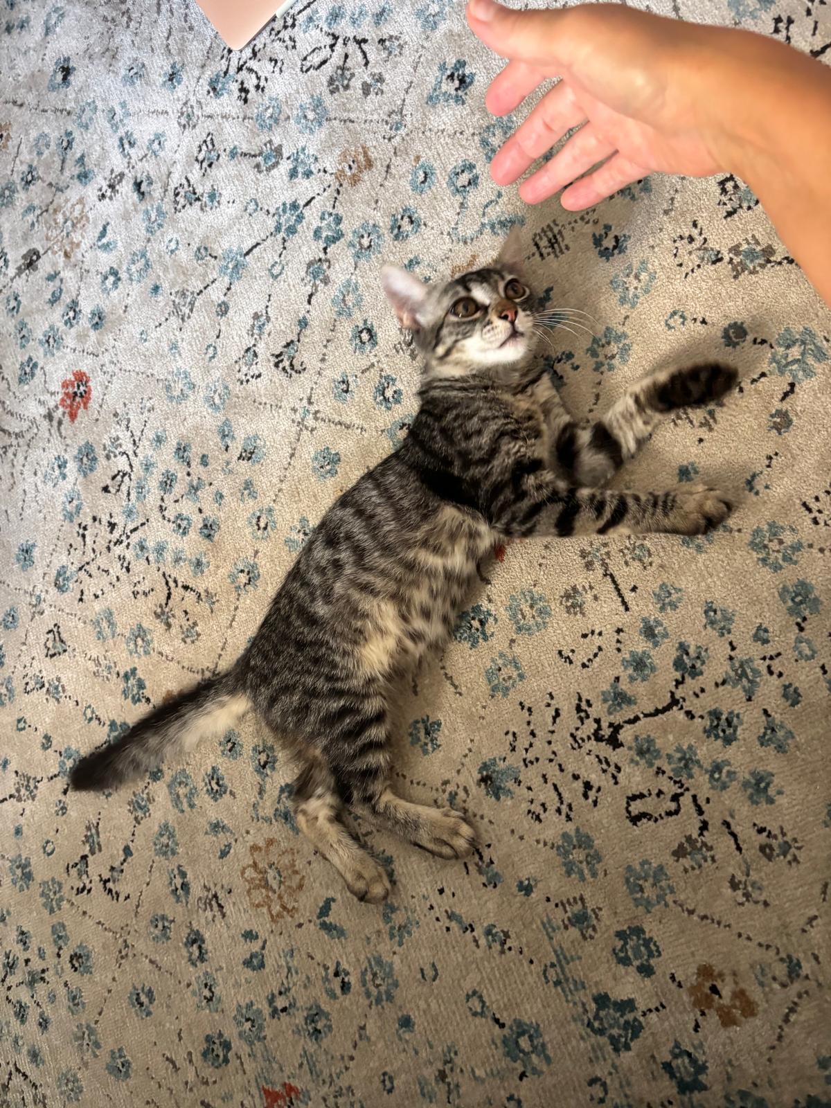 Foto 1 di Candy, gatto Europea in adozione