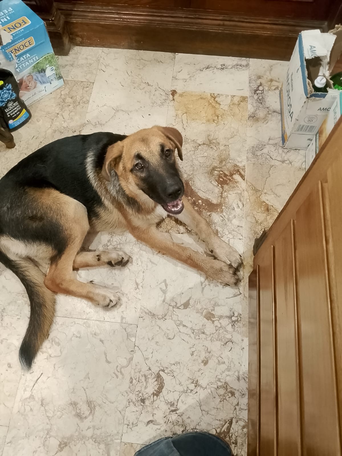 Foto 3 di SARABY, cane Simil Pastorina in adozione