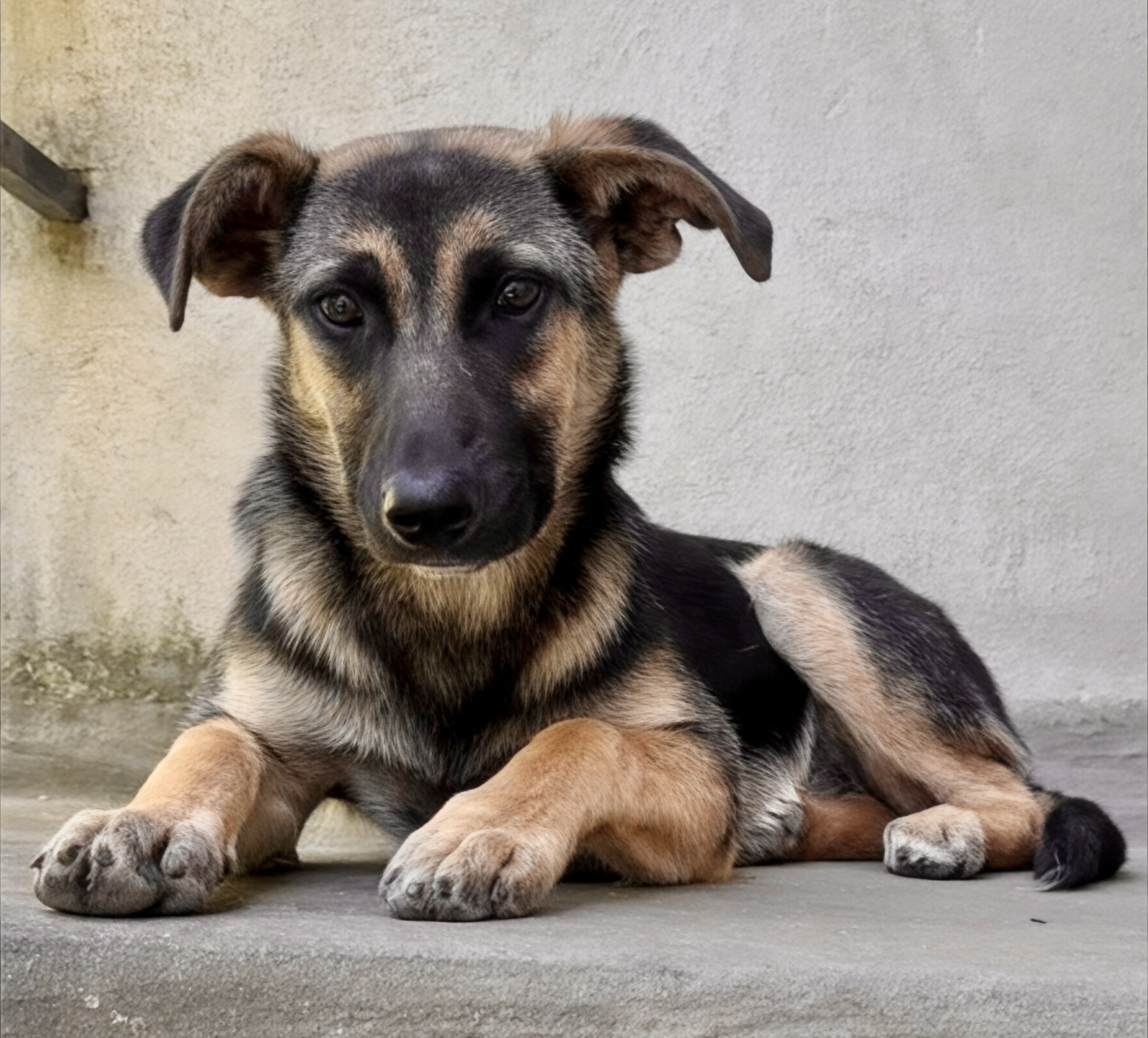 Foto 1 di Luna, cane Meticcio in adozione