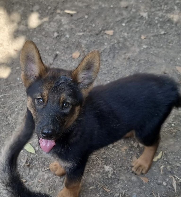 Ares, cane Meticcio in adozione