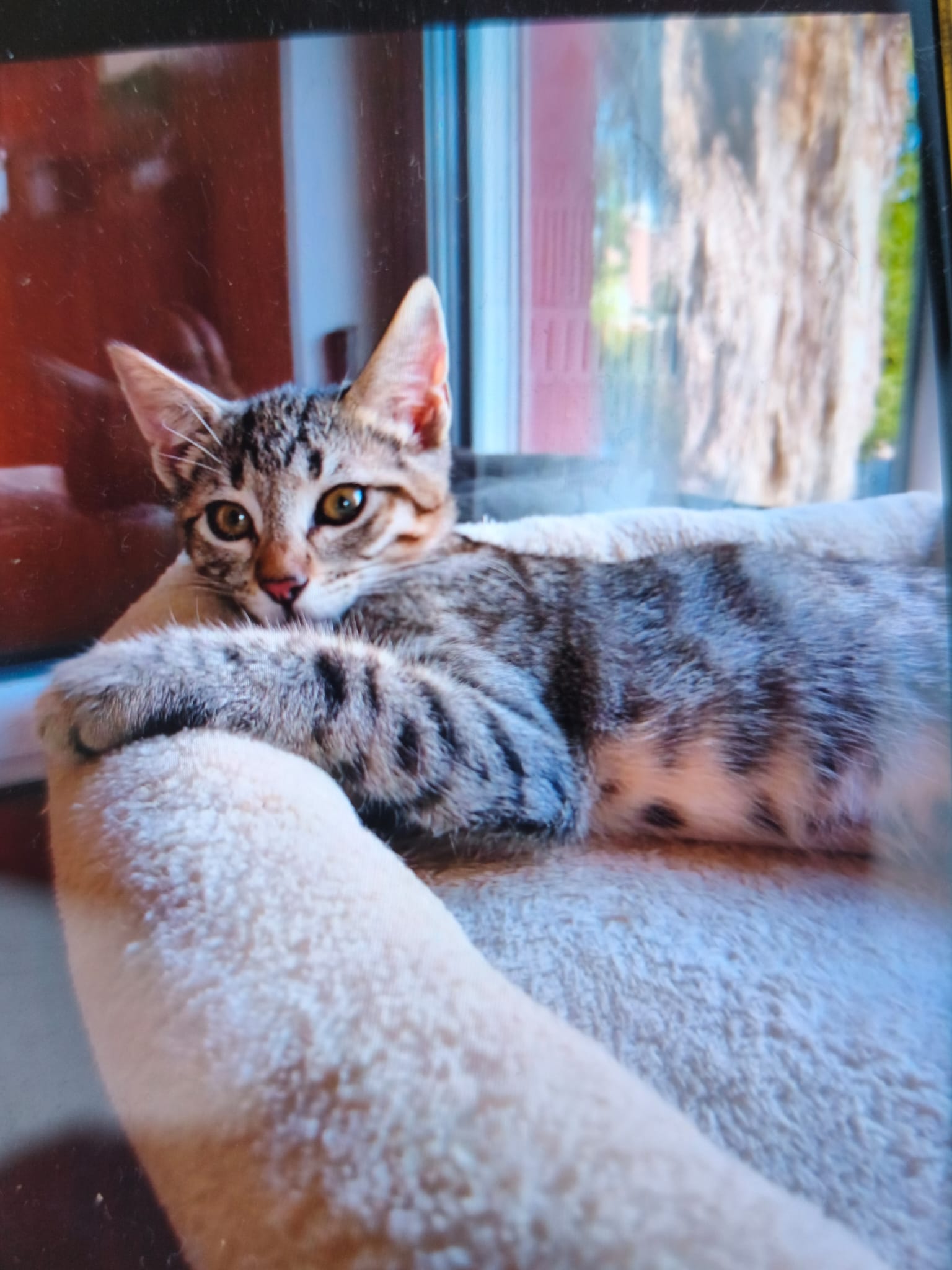 Leo, gatto Europeo in adozione