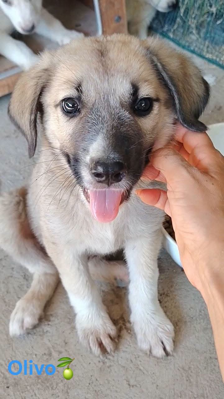 Foto 4 di Maria Francesca, cane  in adozione