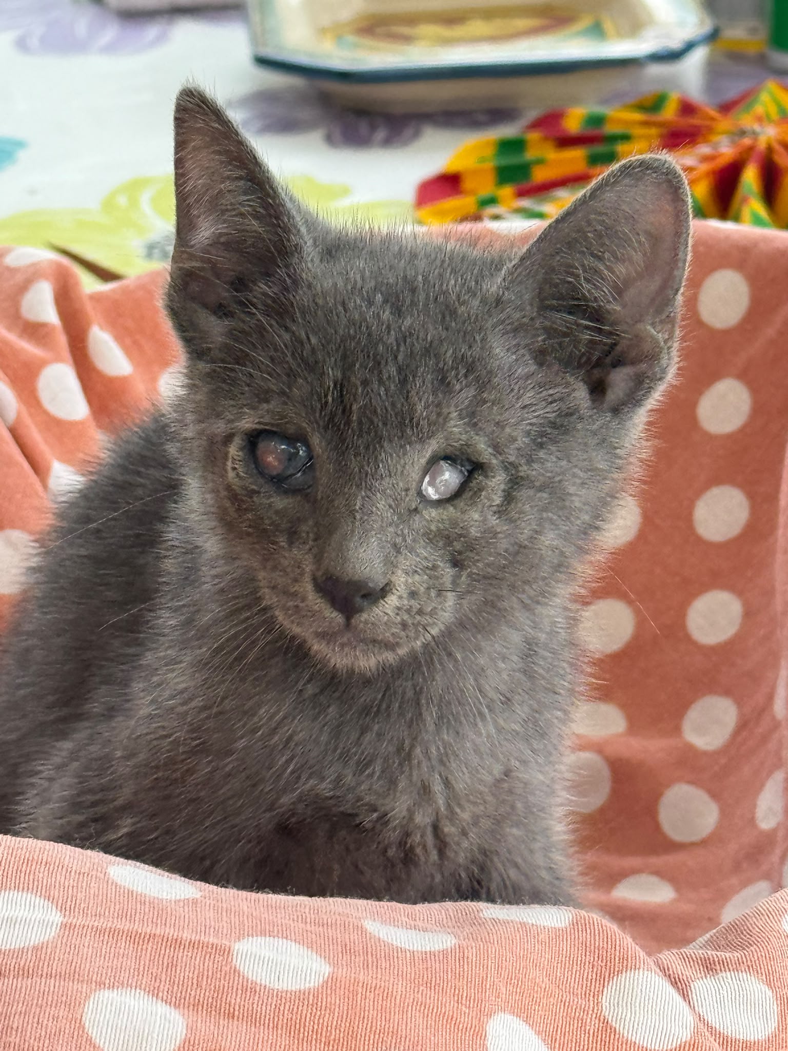 Smoky, gatto Meticcio in adozione