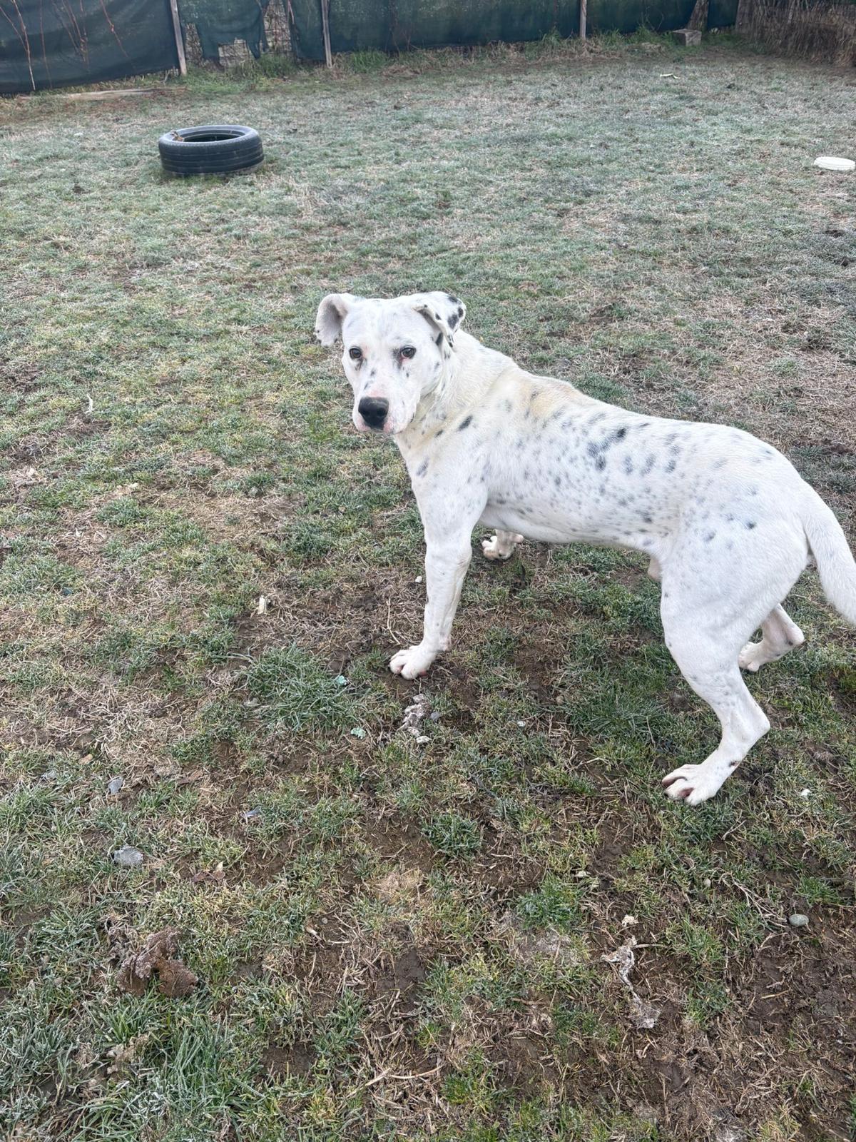 Foto 4 di Dal, cane Simil Dogo Argentino in adozione