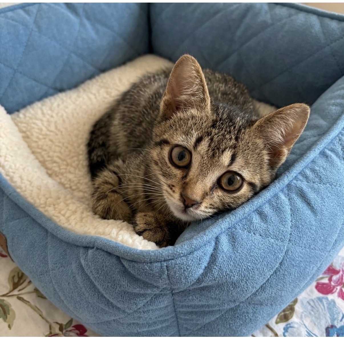 Piccy, gatto  in adozione