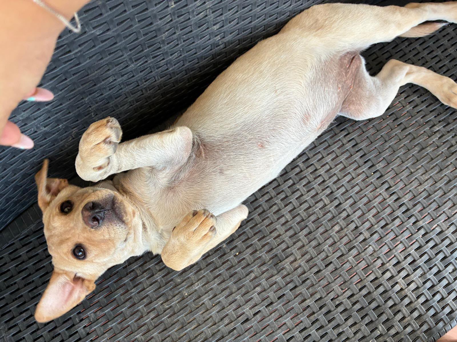 Foto 1 di Astrid, cane Sharpei in adozione