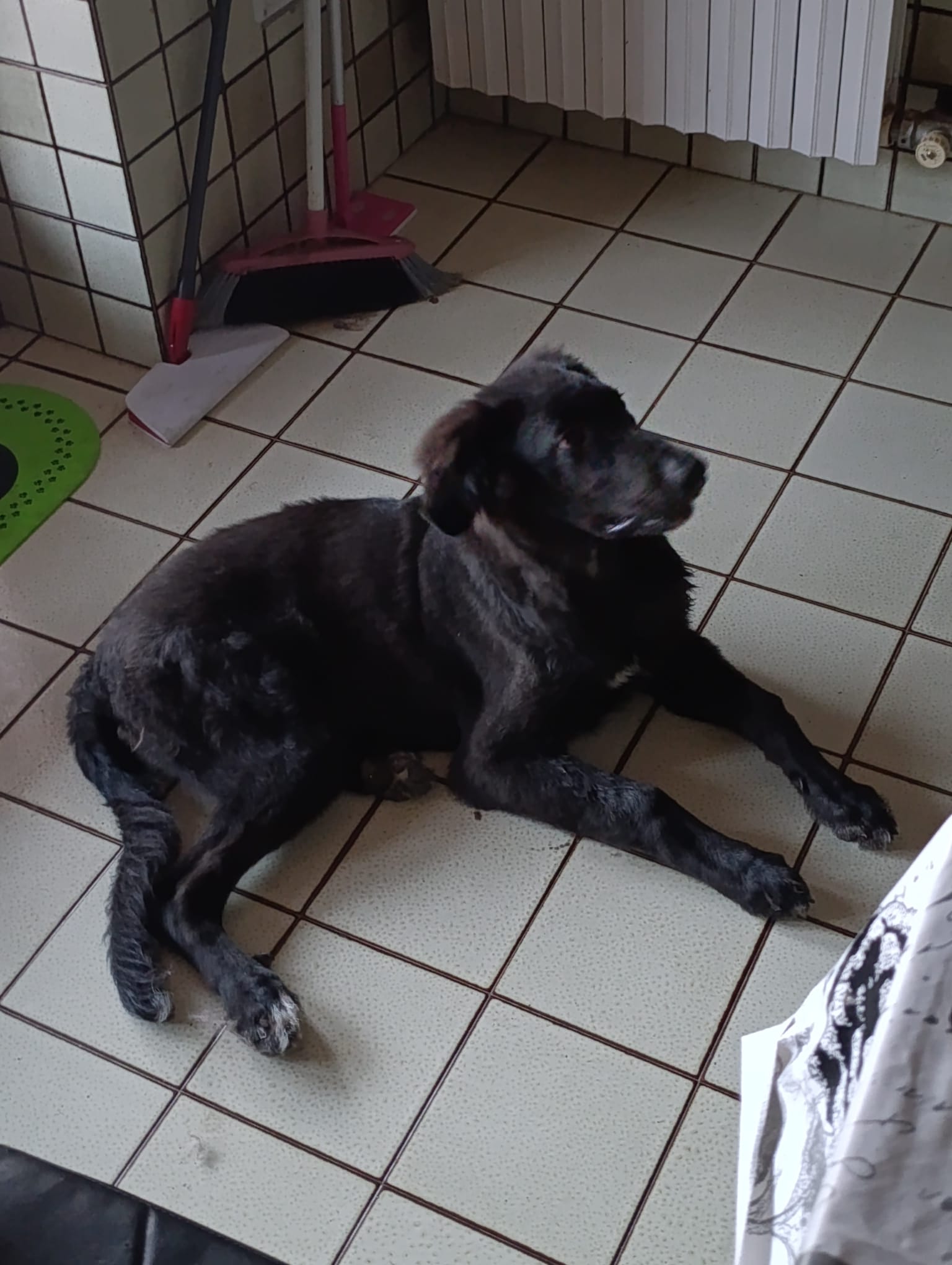 Foto 3 di Ifrit, cane Meticcio pastore tedesco e maremmano in adozione