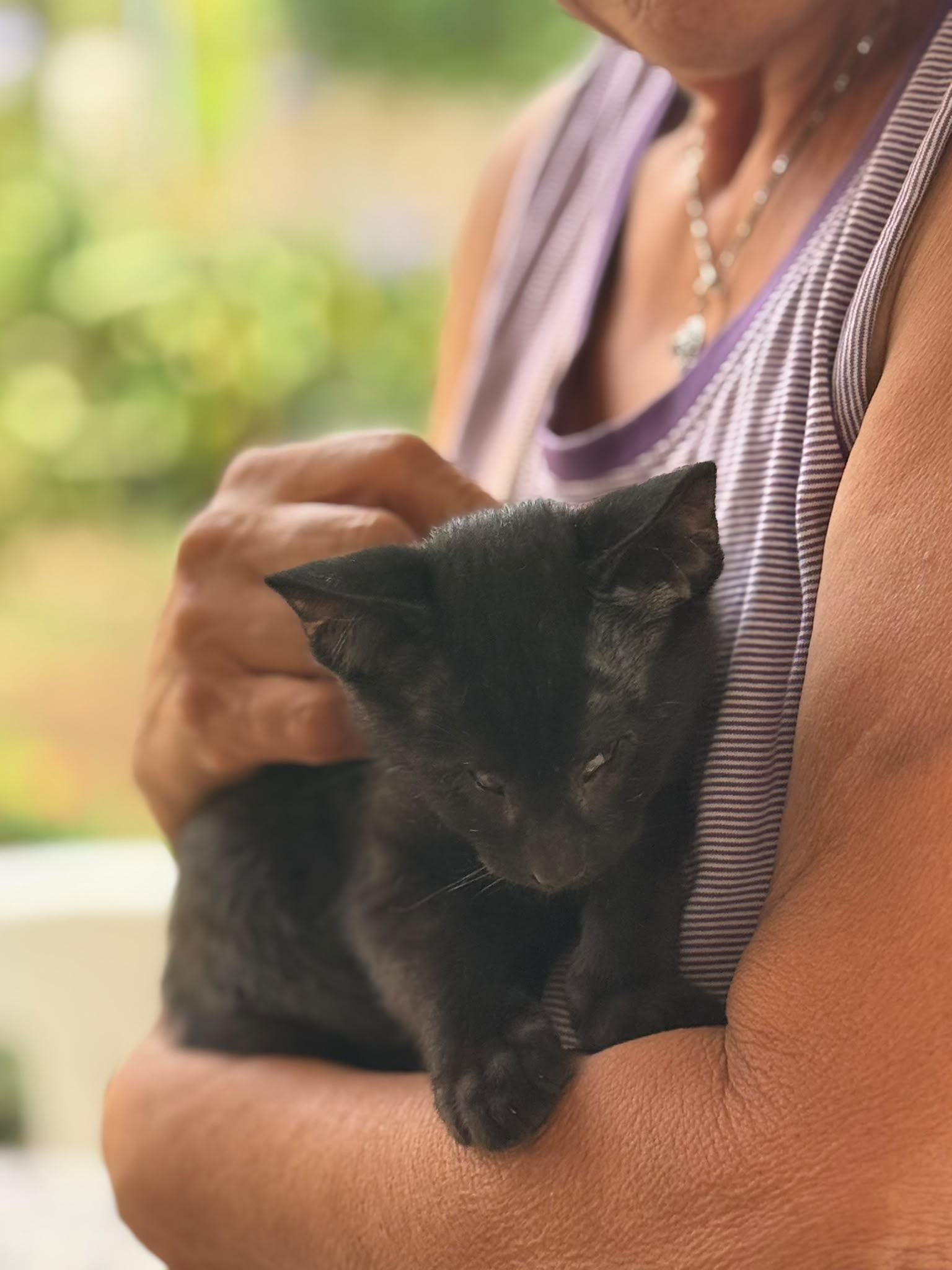 Romeo, gatto Meticcio in adozione