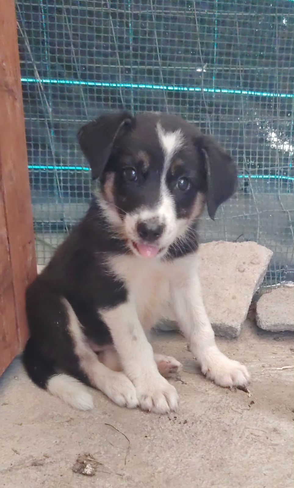 Foto 1 di Nami, cane  in adozione