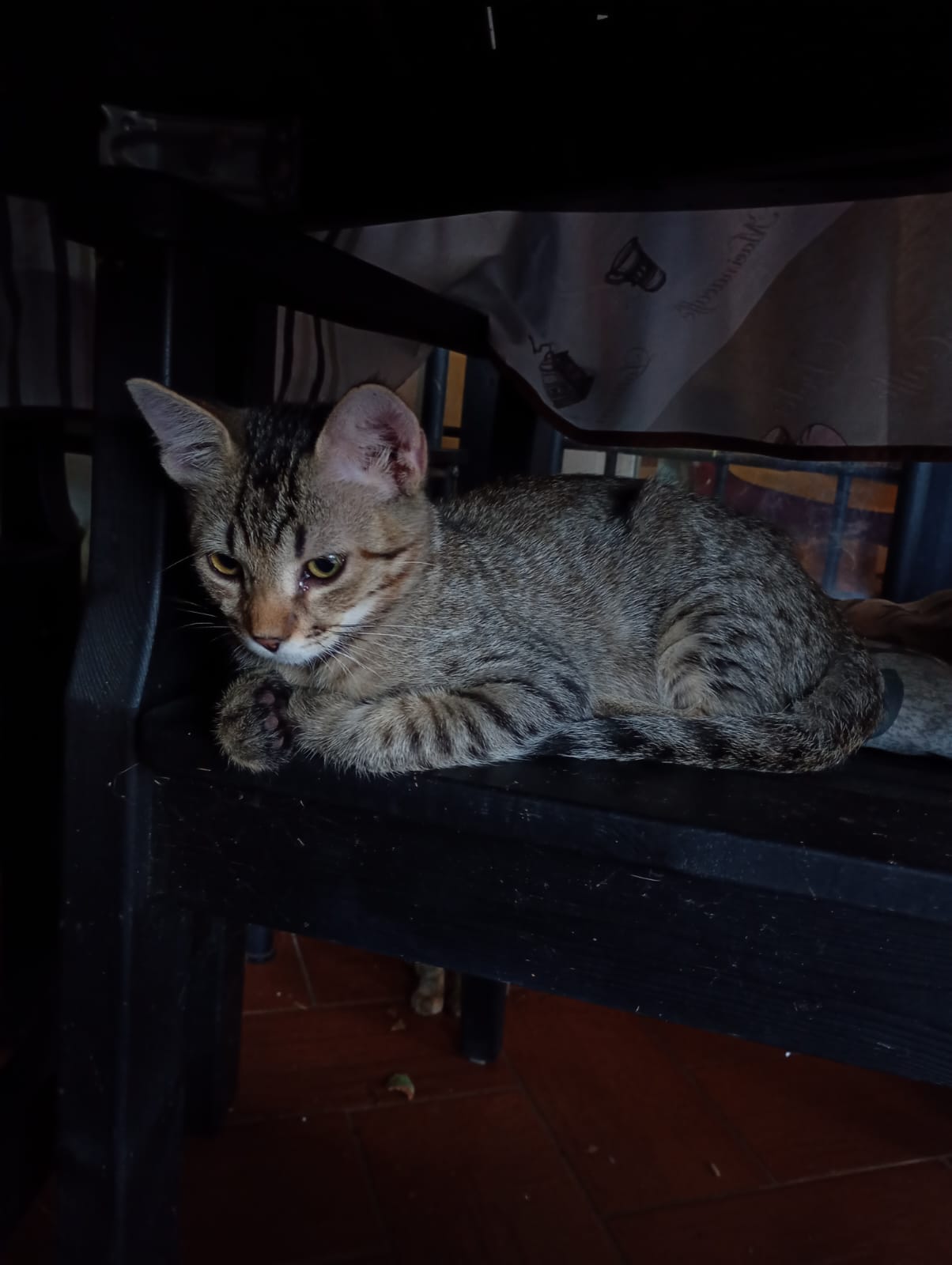 Sissi, gatto europeo in adozione