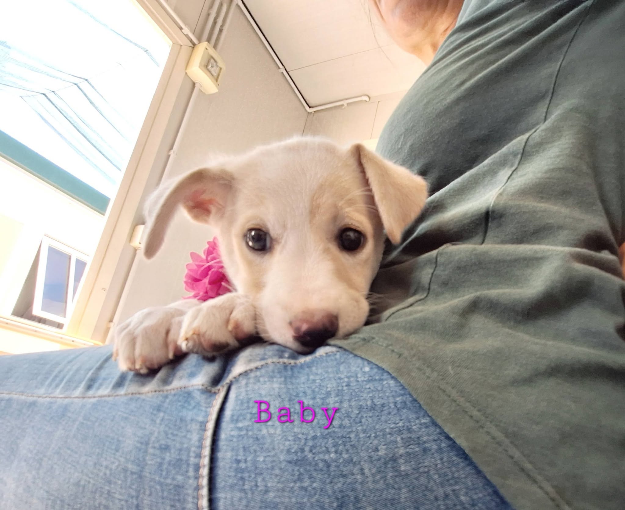 Foto 2 di Baby, cane meticcio in adozione