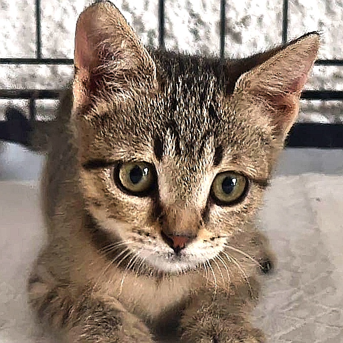 Foto 2 di Scintilla, gatto Europeo in adozione