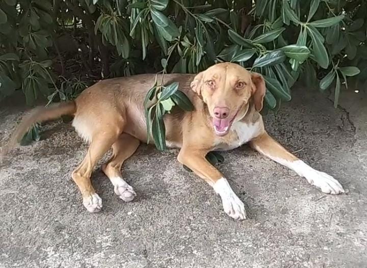 JiJí, cane Mix Cirneco dell'Etna in adozione a Venezia - foto 4