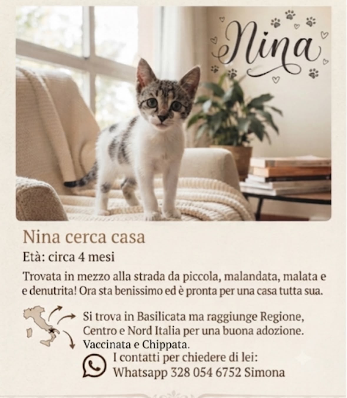 Foto 2 di Nina, gatto Meticcia in adozione