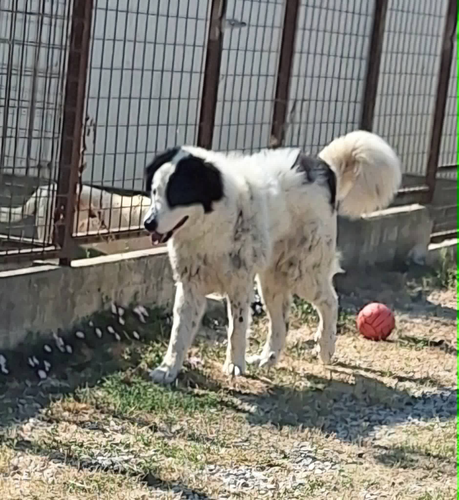 Foto 1 di Giulio Cesare, cane meticcio in adozione