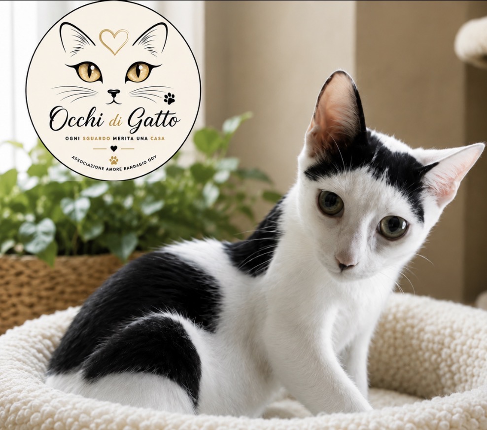 Flip e flop, gatto Europeo in adozione